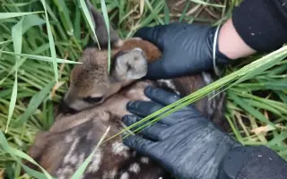 Pomozme společně srnčatům zvládnout období senoseče - Vysočina