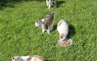 Pomozte nasytit venkovky