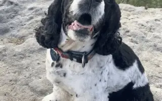 🐾 Pomozme Dubínkovi vyhrát svůj boj