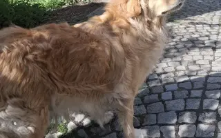 Pomohli jste Johnymu získat vozík, aby se dostal k veterináři i ven