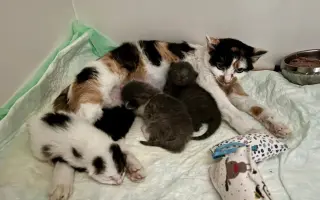 Srdce pro útulek Tibet – Společně zachraňujeme zvířecí životy