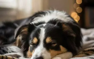 POMOC PRO FOXÍČKA - ZDRAVÝ DECH A PROTÉZA