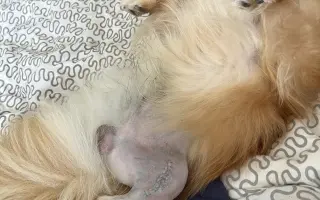 Pomoc pro Chipa, aby mohl opět vesele běhat