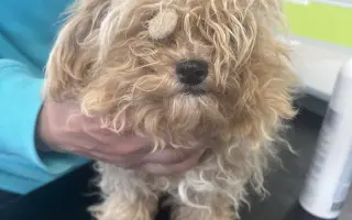 Pomozte nemocnému Maxovi a 14 drobečkům z velkomnožírny!