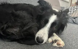 🐾 Pomozme Archiemu postavit se znovu na nohy 🐾