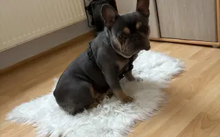 Pomoc pro Mimi
