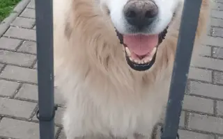 FOXY čekal 10 let na domov. Konečně ho našel. Teď bojuje o život.