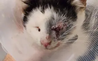 Nekonečný boj o záchranu zvířecích životů 😢