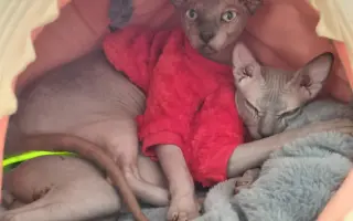 Boj o život naháče Iwa