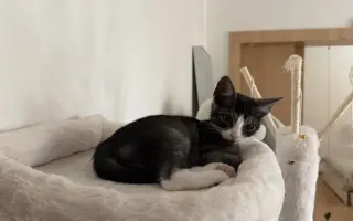 Pomozte zachránit roční Olivku v boji s FIP a FeLV♥️