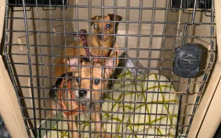 Pomozme zachovat Dvůr poslední šance