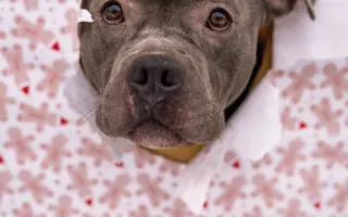 Pomozme Buccimu znovu běhat bez bolesti