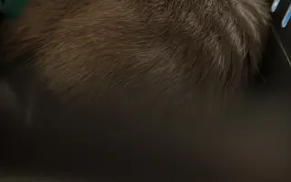 Pomozte kočce Lilith mít operaci