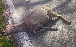 Zastav se na chvíli – pomoz nám chránit zvířata na silnicích!