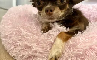 Pomozme Xyrušče znovu běhat 🐾♥️