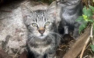 POMOZTE NÁM ZASTAVIT KRUH KOČIČÍHO UTRPENÍ. Víme jak na to, ale bez vás to nezvládneme.