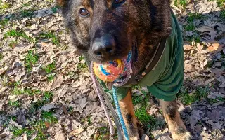 Pomoc Furině v boji s lupusem (SLE)