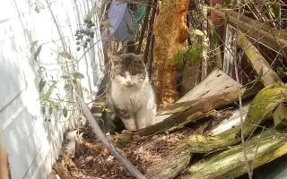 Pomozte nám s kastracemi a léčbou nemocných a zraněných koček