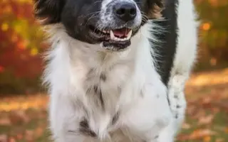 POMOC PRO FOXÍČKA, ASPENA A TAFFY-JACKA