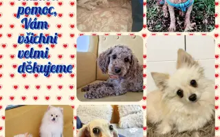 Rekonstrukci karanténního boxu pro psy a prostoru pro skladování krmení