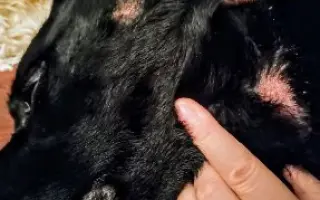 POMOC PRO FOXÍČKA, ASPENA A TAFFY-JACKA