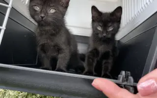 Šance na život pro Ouška a další kočičky z našeho depozita