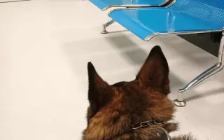 Pomoc Furině v boji s lupusem (SLE)