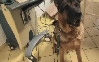 Dej šanci bezbranným psům a kočkám ve spolku Pet Heroes z.s.