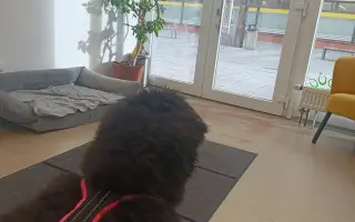 Pomoc pro Dorotku – malé štěňátko bojující o život Pomoc pro Dorotku – malé štěňátko bojující o život