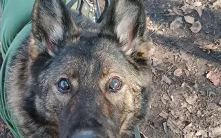 Léčba, která nekončí - Fůrie