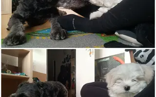 Maxík bojuje o život