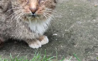 Pomozte Kájovi a Filípkovi na jejích léčbu a pro 24 záchraněných kočiček