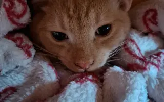 Pomozte s úhradou léčby kocourka Benjamina