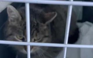 Pomoc pro Bellu s panleukopenií a záchranu dalších koček