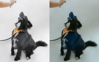 Pomáháme opuštěným a týraným psům najít cestu domů 🩷