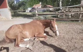 ISHMIR – láska dětí v jezdeckém oddíle