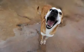 Pomozte nám postavit útočiště pro psy z ulice