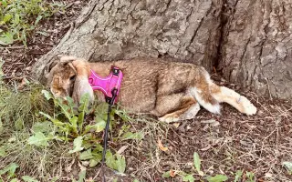 Prosíme, pomozte Nefince přestat trpět 💔