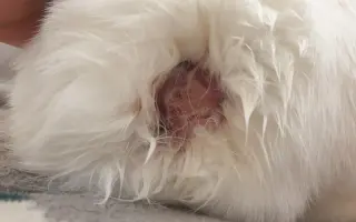 Pomozte zaplatit léčení pro Piškotku