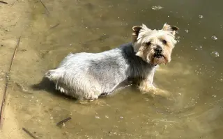 Pomozte prosím prodloužit život Maxovi