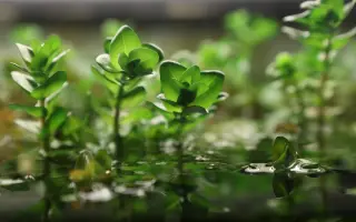 Vytvořme rybkám lepší domov!