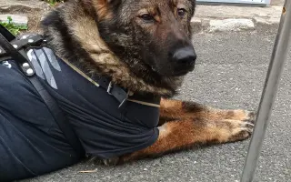 Léčba, která nekončí - Fůrie