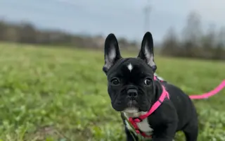 Pomoc pro malou Malinku – těžká zlomenina nožičky 🐾