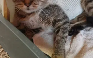 Velká prosba o pomoc se šířením - operaci kocičky Lízinky