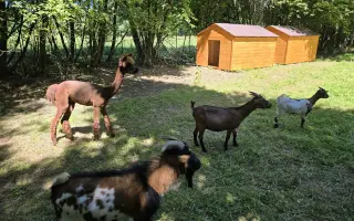 Podpořte provoz farmy pro pacienty v Albertinu Žamberk