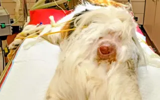 POMOC PRO FOXÍČKA, ASPENA A TAFFY-JACKA