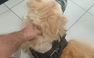 FOXY čekal 10 let na domov. Konečně ho našel. Teď bojuje o život.