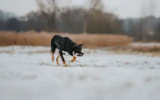 Podpora pro mladého farmářského psa po operaci OCD