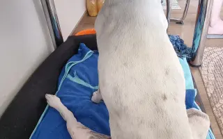 Pomůžete naší Mie zase bez bolestí, běhat po všech čtyřech?