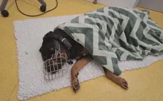 Pomozte Valkýře znovu chodit a hrát si